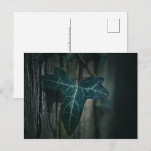 Ivy Leaf Nature Photo Holiday Postcard