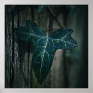 Ivy Leaf Nature Photo Poster