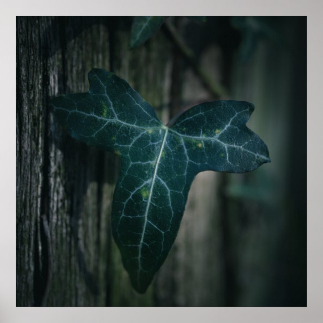 Ivy Leaf Nature Photo Poster (Front)