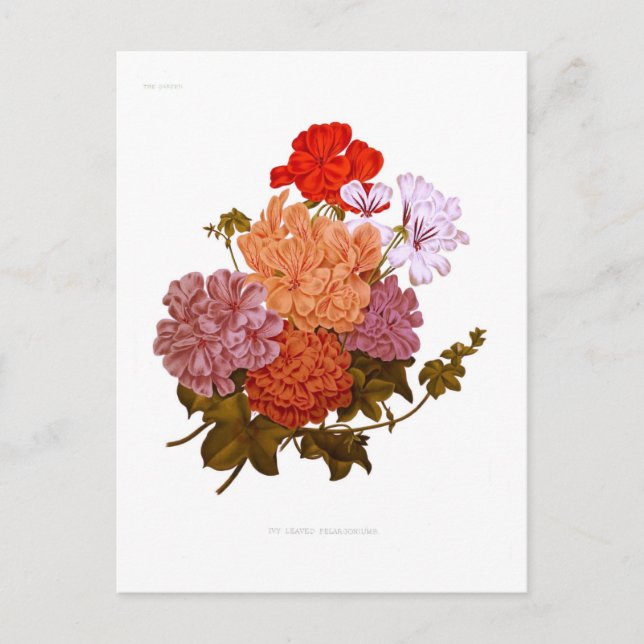 Ivy-leaved Pelargoniums Postcard (Front)