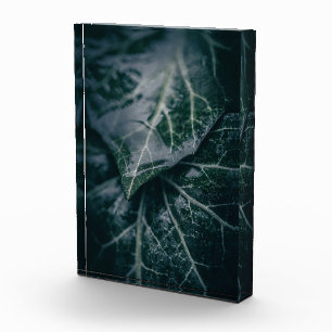 Ivy Nature Photo Block