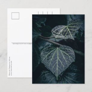 Ivy Nature Photo Postcard