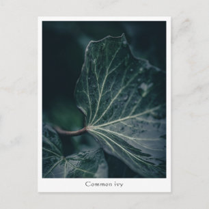 Ivy Nature Photo Postcard