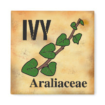 Ivy plant family line art aged paper background