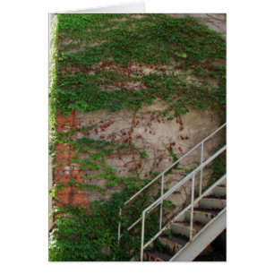 Ivy Vines, Stairs, Brick Wall
