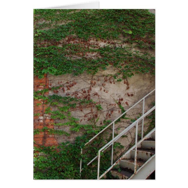 Ivy Vines, Stairs, Brick Wall, Washington, Iowa (Front)