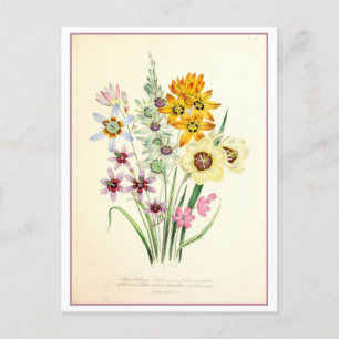 Ixia Botanical Illustration Vintage Postcard
