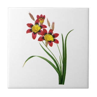 Ixia Tricolor by Pierre Joseph Redoute Ceramic Tile