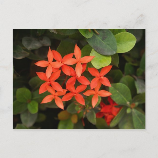 Ixora Coccinea - Red Flowers Postcard (Front)