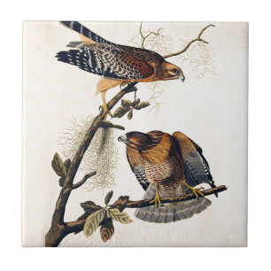 J.J. Audubon (Red Shouldered Hawk) (1829) Ceramic Tile
