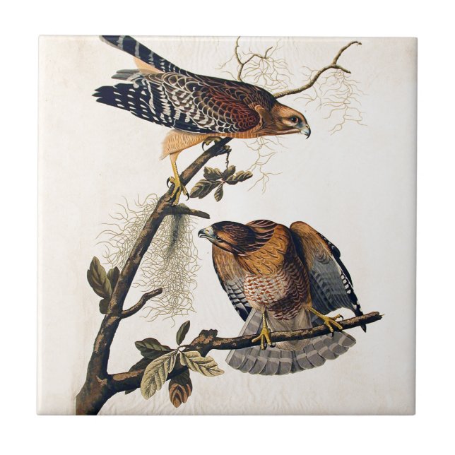 J.J. Audubon (Red Shouldered Hawk) (1829) Ceramic Tile (Front)