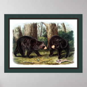 J.W. Audubon - Ursus Americanus (Black Bear) Poster