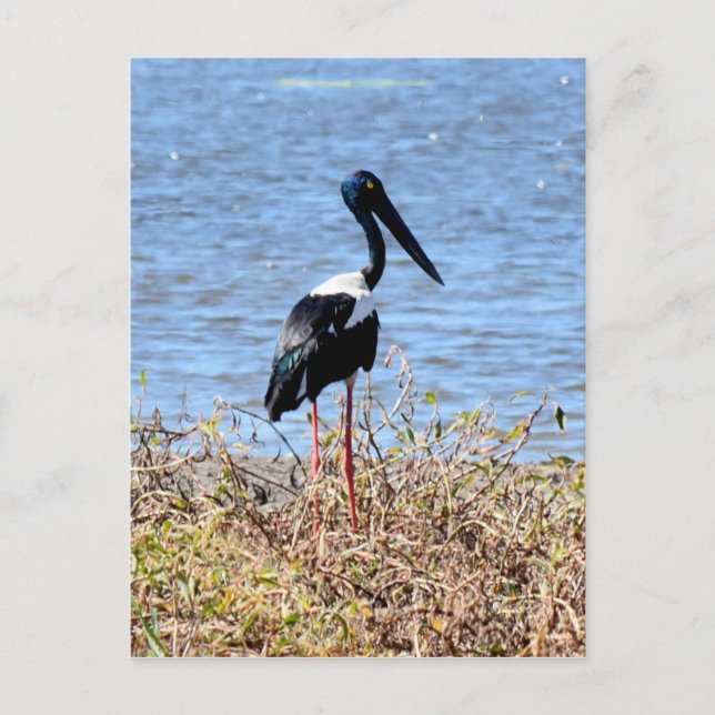 JABIRU IN RURAL QUEENSLAND AUSTRALIA POSTCARD (Front)