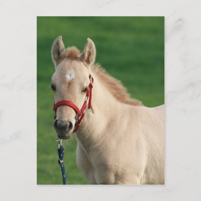 Jac Postcard (Front)