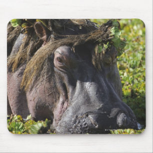 Jacana standing on hippo's (Hippopotamus Mouse Pad