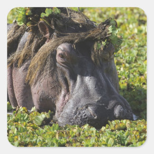 Jacana standing on hippo's (Hippopotamus Square Sticker