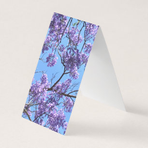 Jacaranda Blossoms