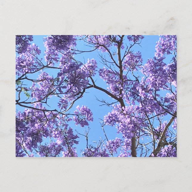 Jacaranda Postcard (Front)