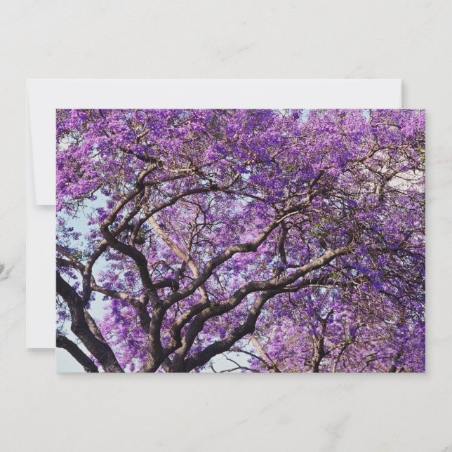 Jacaranda tree in spring bloom flowers (Front)