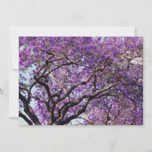 Jacaranda tree in spring bloom flowers