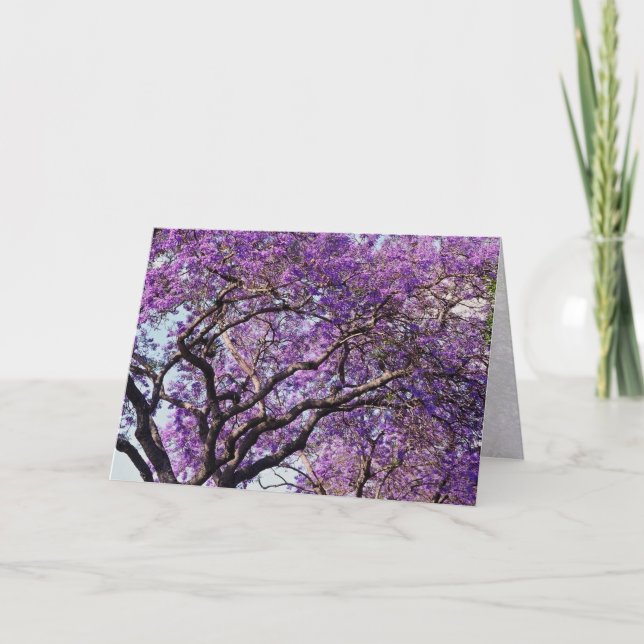 Jacaranda tree in spring bloom flowers card (Front)
