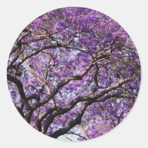 Jacaranda tree in spring bloom flowers classic round sticker