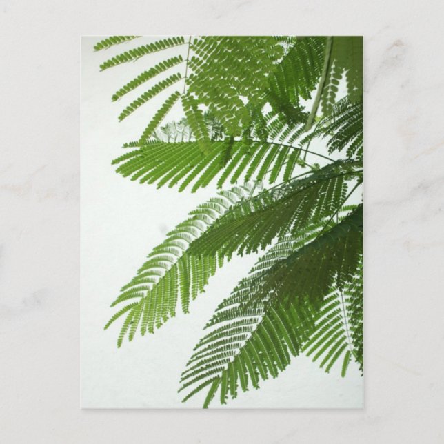 Jacaranda Tree Leaves Postcard (Front)