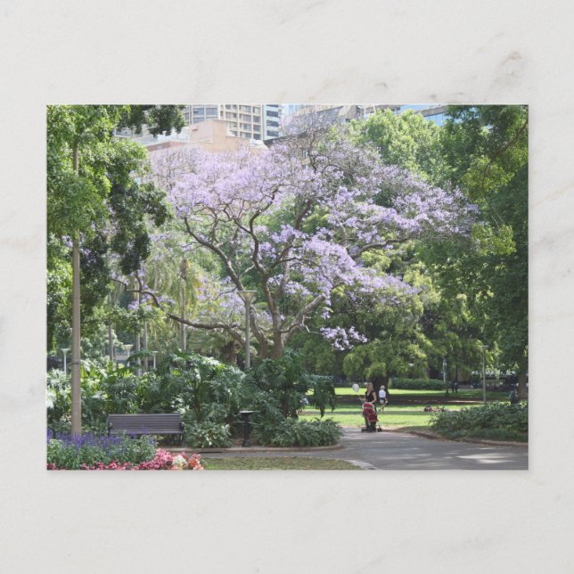 Jacaranda Tree Postcard (Front)