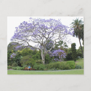 Jacaranda Tree Postcard