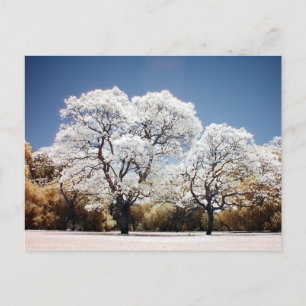 Jacaranda trees postcard