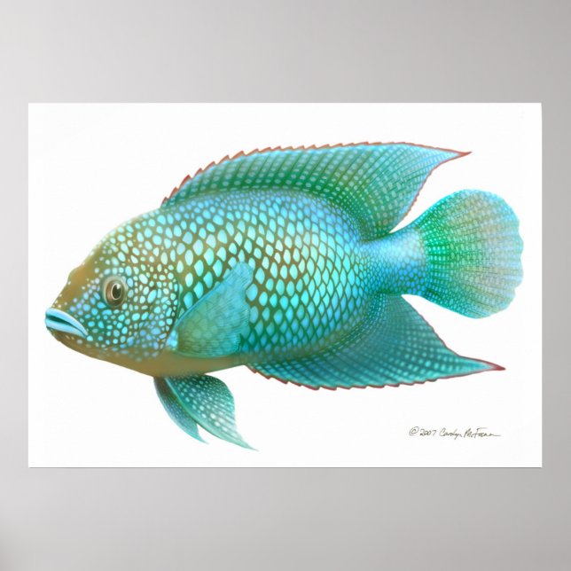 Jack Dempsey Cichlid Fish Print (Front)