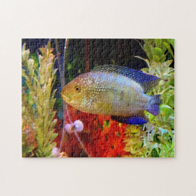 Jack Dempsey Cichlid Puzzle (Horizontal)