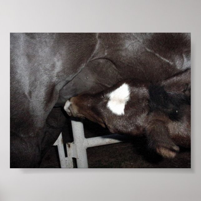 Jack Drinks Milk Poster (Front)