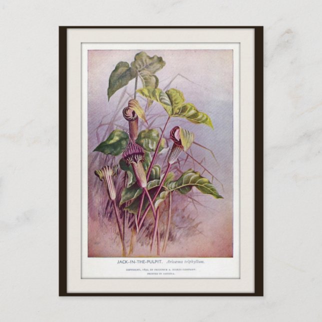 Jack-in-the-Pulpit Botanical Flower Postcard (Front)