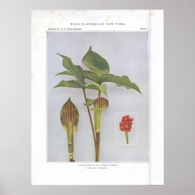 Jack-in-the-Pulpit; Indian Turnip Poster (Front)