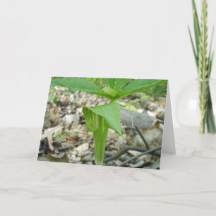 Jack in the Pulpit Note Card