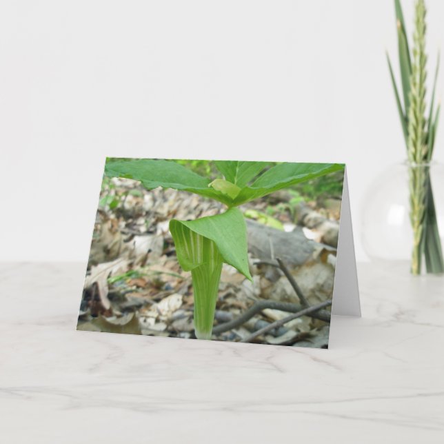 Jack in the Pulpit Note Card (Front)