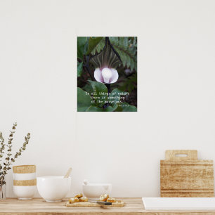 Jack-in-the-Pulpit Plant Aristotle Nature Quote Poster