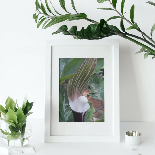 Jack-in-the-Pulpit Plant Floral Photo Print (In Situ (Framed))