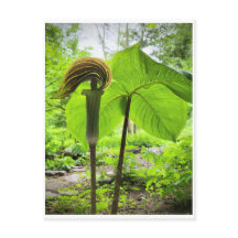 Jack-In-The-Pulpit Postcard