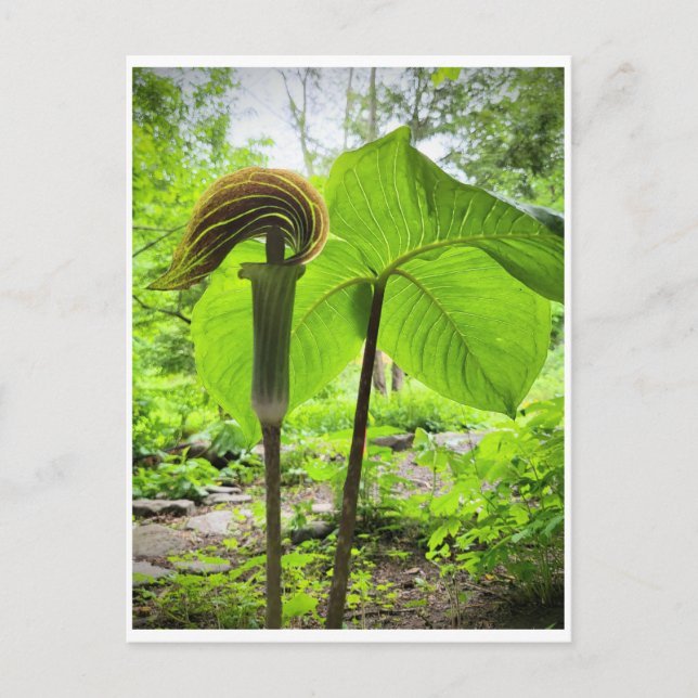 Jack-In-The-Pulpit Postcard (Front)