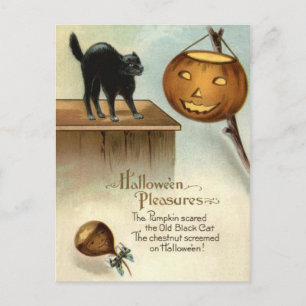 Jack O' Lantern Black Cat Chestnut Pumpkin Postcard