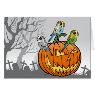 Jack O'Budgies