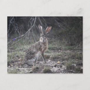 Jack Rabbit Postcard
