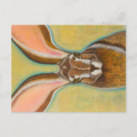Jack Rabbit