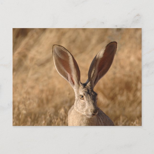 Jack rabbit with large ears photo postcard (Front)