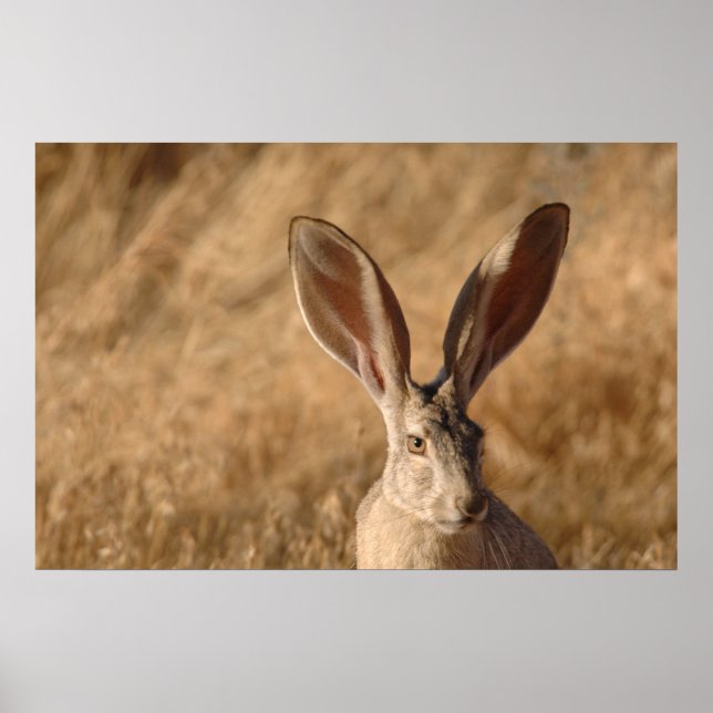 Jack rabbit with large ears photo poster print (Front)