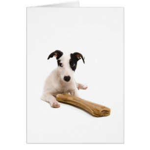 jack russel and his bones