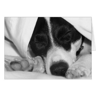 Jack Russel / Rat terrier mix in covers