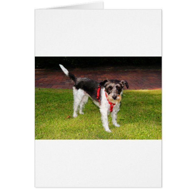 jack russel terrier (Front)